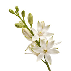 Obraz premium Delicate white star of bethlehem flowers with green buds on a stem isolated on a transparent background