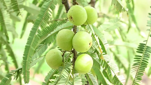 Indian gooseberries or amla fruit growing on a tree, Phyllanthus emblica tree for ayurvedic herbal plant