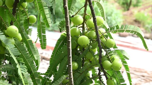 Indian gooseberries or amla fruit growing on a tree, Phyllanthus emblica tree for ayurvedic herbal plant