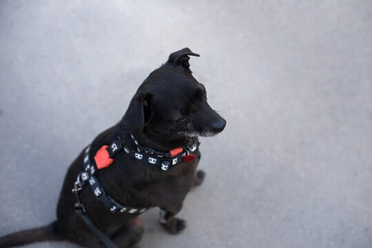 A small black dog sits calmly on a smooth surface. The dog wears a harness with a red tag. Its ears are perked up, showing alertness and curiosity. copy space