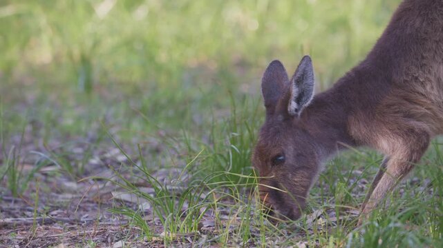Kangaroo grazes calmly on its front legs in WA bushland, stepping forward with its back legs near the end of the clip. Soft ambient audio includes magpie and ringneck parrot calls.