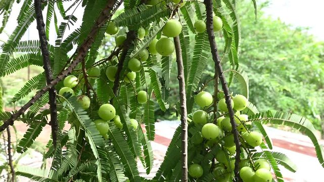 Indian gooseberries or amla fruit growing on a tree, Phyllanthus emblica tree for ayurvedic herbal plant