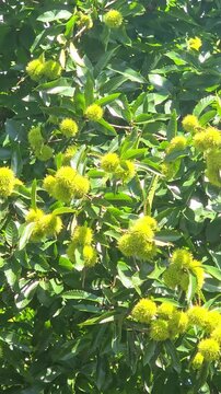 natural background of a chestnut tree, chestnut