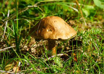 Common birch bolete (Leccinum scabrum) in the forest © EVGENII