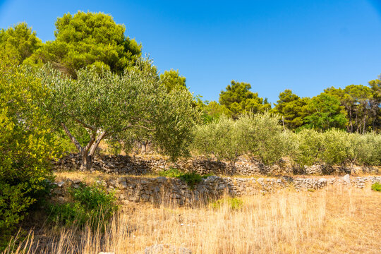 Ancient olive grove with dry stone walls, mature olive trees and Mediterranean vegetation under a clear blue sky. Traditional farming landscape reflecting sustainable agriculture and natural heritage.