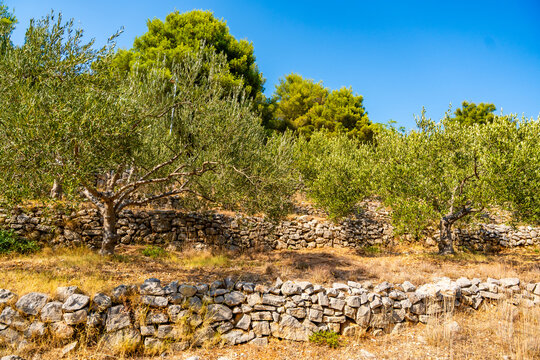 Ancient olive grove with dry stone walls, mature olive trees and Mediterranean vegetation under a clear blue sky. Traditional farming landscape reflecting sustainable agriculture and natural heritage.