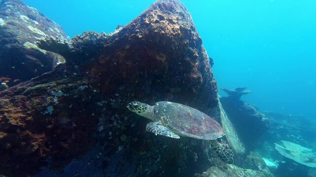 Weh Island, Indonesia : Slow motion footage of turtle swims by rocky underwater topography in famous Arus Balee dive site in Weh Island of Sabang in Aceh, Indonesia
