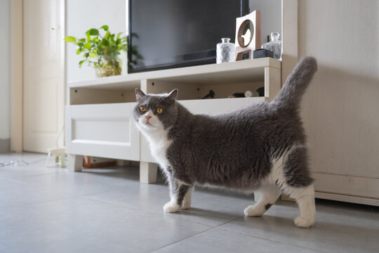 The cute British Shorthair cat, photographed indoors at home