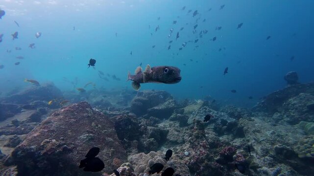 Weh Island, Indonesia : Footage of porcupinefish also known as blownfish swims with other fishes during a dive in rocky underwater topography in famous Arus Balee dive site in Weh Island of Sabang in 