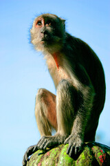 a portrait of a monkey © Manz Russali