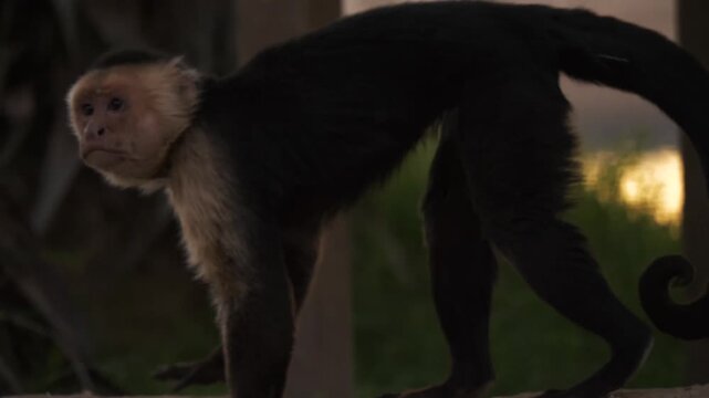 White headed capuchin monkey walking along stone wall at sunset in slow motion.