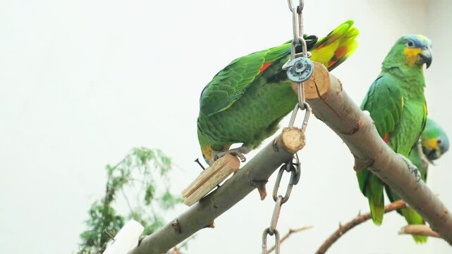 Colorful parrots perch on hanging wooden frame and peck at chew block. Their green feathers and yellow blue faces stand out against soft sky and distant foliage, with claws gripping wood and chain.