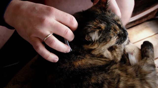 A person puts an antiparasite collar on a cat to protect it from ticks, fleas, and parasites and adjusts it. High quality 4K footage.