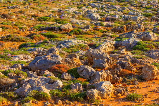 Maltese garrigue landscape with weathered limestone boulders embedded in dry soil. Discontinuous mats of hardy, evergreen shrubs and aromatic wild herbs thrive across rocky terrain