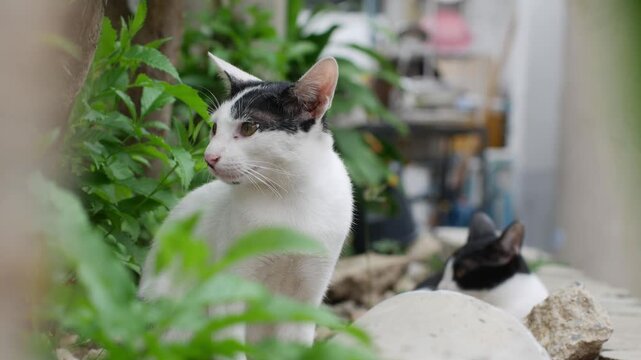 black and white kittens sitting among plants and rocks, curious street cats