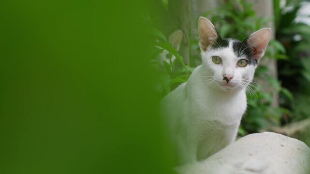 black and white kittens sitting among plants and rocks, curious street cats
