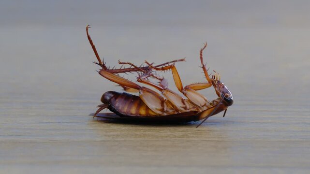 Macro close up footage of a dying cockroach lying upside down on a wooden surface and moving its legs and mouth after pesticide exposure, illustrating pest control, insect extermination, infestation, 