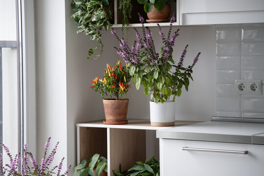 Blooming Thai basil and dwarf chili pepper grow on shelving in modern apartment kitchen, creating decorative aromatic home garden with edible herbs, colorful peppers and cozy green interior.