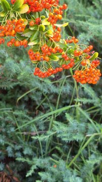 firethorn or pyracantha plant