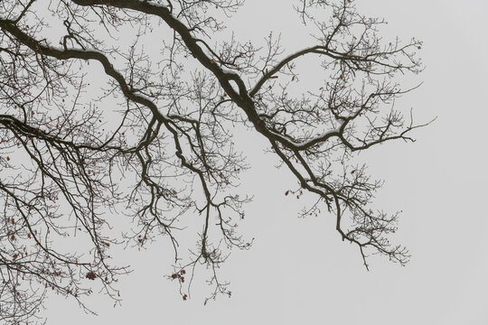 Knorrige &Auml;ste einer verschneiten Eiche im Winter vor grauem Himmel