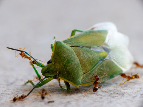 Green Shield Bug (Palomena prasina) being attacked and carried away by ants