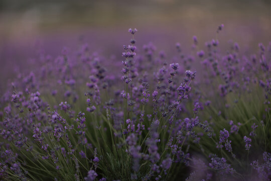 Lavandula flowers bloom in vibrant purple hues during a warm summer golden hour in the countryside
