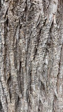vertical background of tree bark texture
