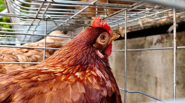 Side view portrait of a brown layer hen with a bright red comb inside a wire cage at a farm.