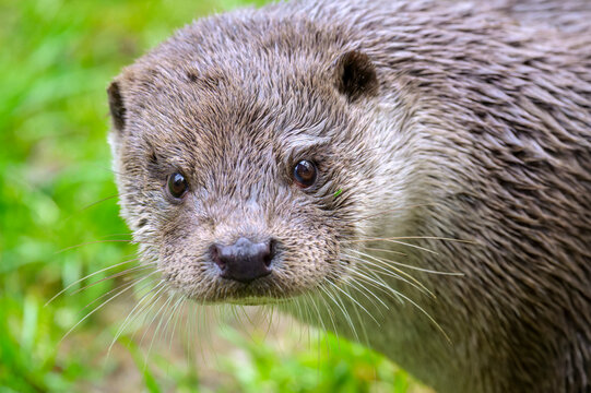 Eurasian otter (Lutra lutra) portrait close up, Bavarian forest, Germany.