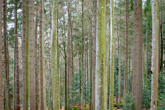 Abstract detail of forest trees at Bavarian forest, Germany.