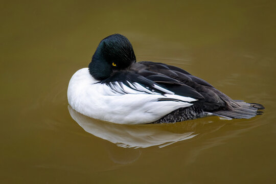 Common Goldeneye (Bucephala clangula) male sleeping in water with reflection, Bavarian forest, Germany.