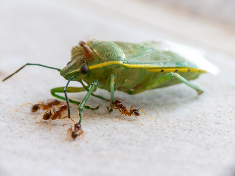 Green Shield Bug (Palomena prasina) being attacked and carried away by ants