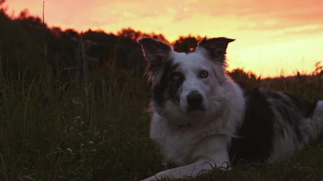 Beautiful blue merle border collie with blue eyes relaxing in a grassy field. The intelligent purebred dog is panting against a warm sunset