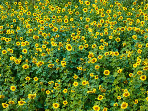Aerial view of a vibrant field of blooming sunflowers with lush green leaves under bright summer sunlight in Latvia.