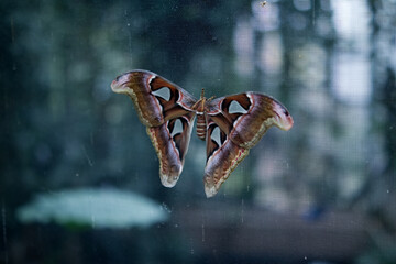 Fototapeta premium Giant Atlas Moth Resting on Screen Mesh Surface
