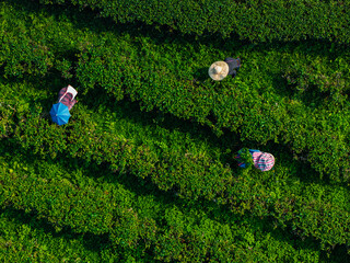 Fototapeta na wymiar Farm workers picking tea plants in dense plantation rows