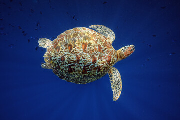 sea turtle swimming in water of Bunaken © phraisohn