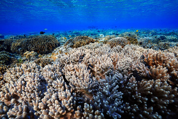 coral reef in the sea of Bunaken Marine Park © phraisohn