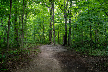 Fototapeta premium View of peaceful forest hiking trail surrounded by green vegetation.