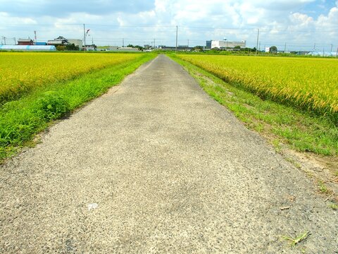 首都圏近郊の古い農道と夏の豊作の田んぼ風景