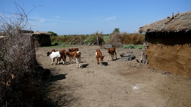 Curious zebu calves exploring a dusty enclosure in a remote african village, surrounded by traditional mud huts with thatched roofs under a clear blue sky on a sunny day