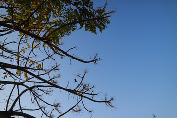 Obraz premium Tree branches with bright blue clouds background.