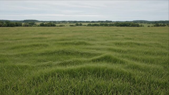 Cinematic rural field timelapse background featuring textured windblown green grass, peaceful meadow, distant woodland, rolling farmland, overcast sky, natural depth, serene countryside landscape