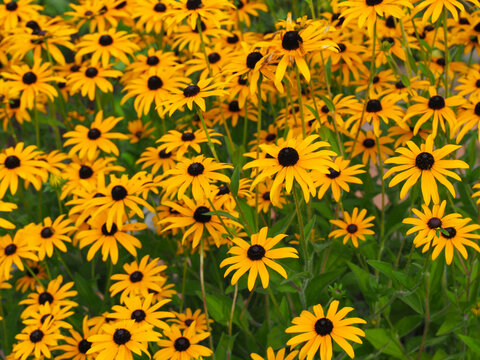 Rudbeckia