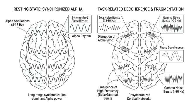 Human brain resting state synchronized alpha oscillations vs task related decoherence and fragmentation into high frequency beta and gamma bursts in cortical networks.