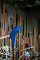 Close up of blue hyacinth macaw perched indoors. © Erman Gunes