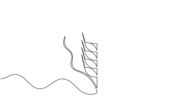 Organic wheat ear continuous one line drawing moving on white background minimalist single art nourishment protein and bread barley crop farming symbol animation video