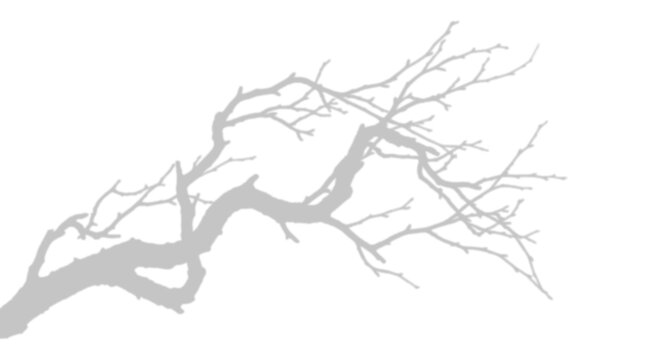 Bare tree branch silhouette isolated on transparent background