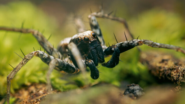 Wolf spider hunting on forest ground moss