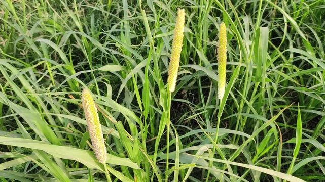 Foxtail Millet Grass in Field